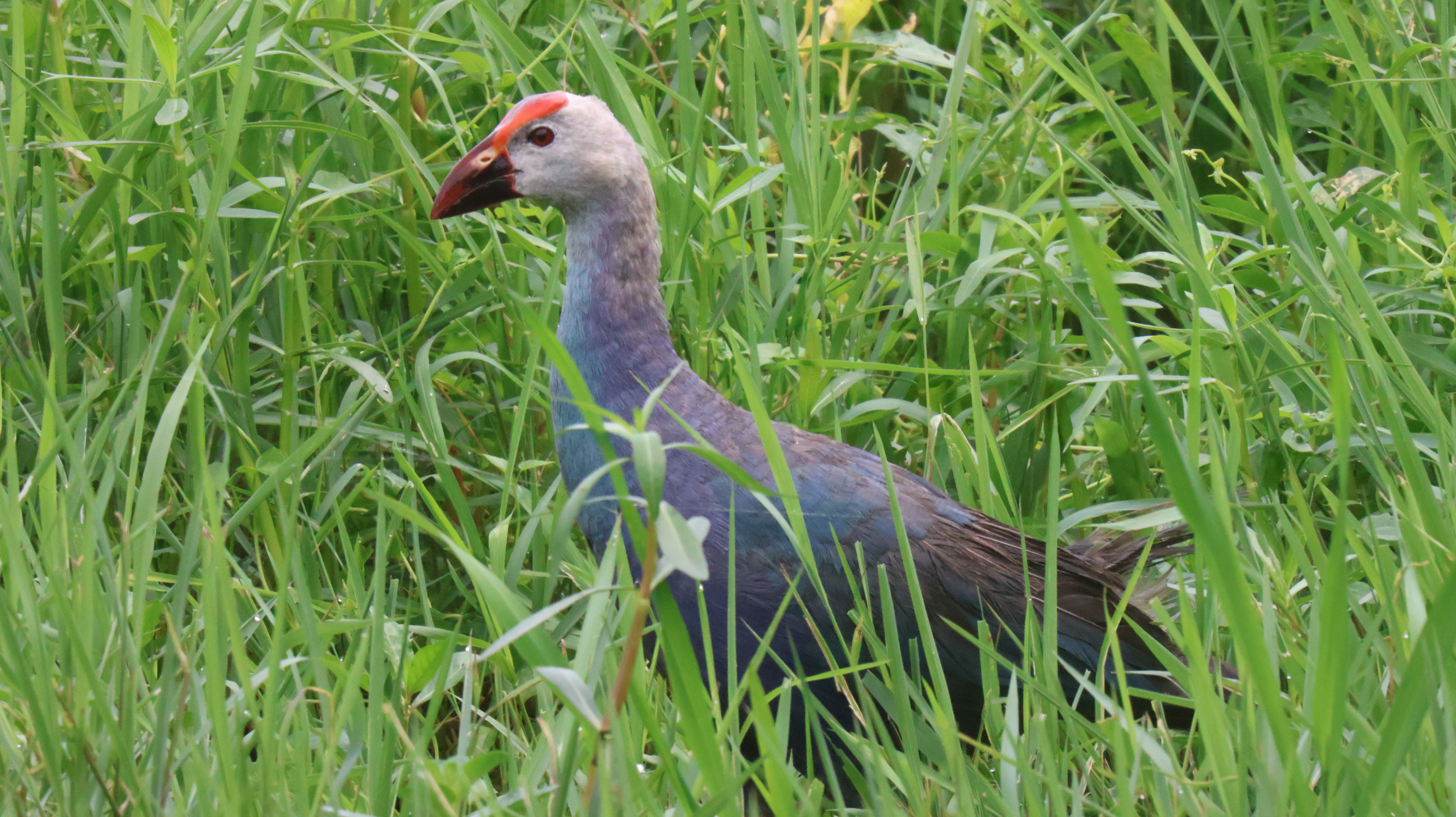 Website: birdwatching_by_ranjit