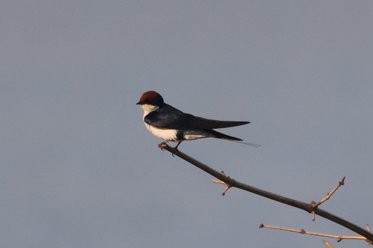 Description of Bird 1