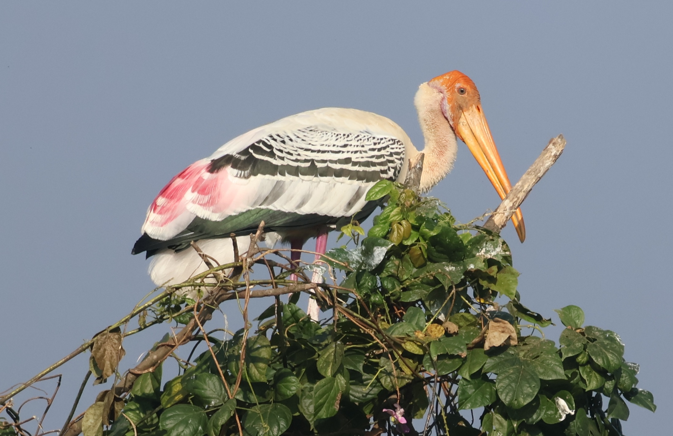 Description of Bird 11