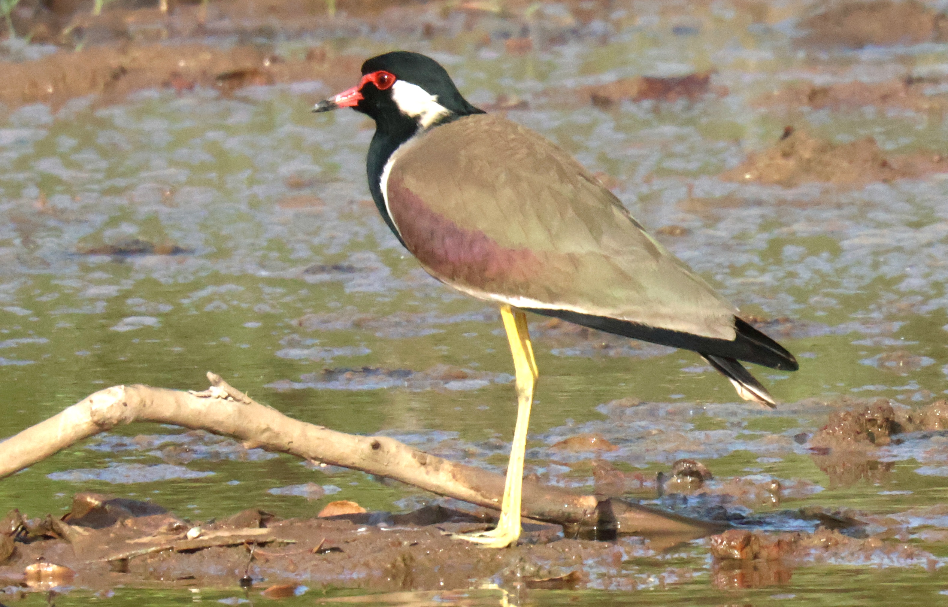 Description of Bird 12