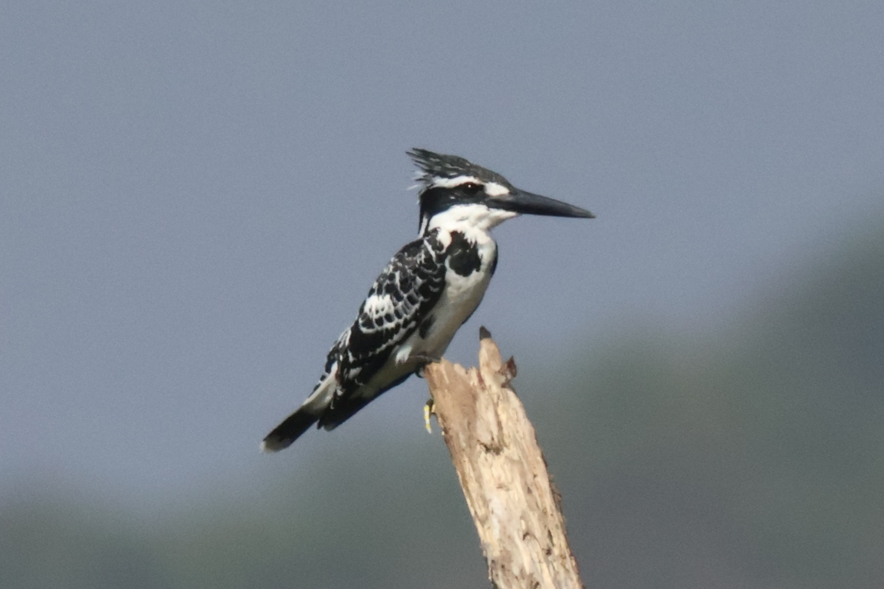 Description of Bird 13