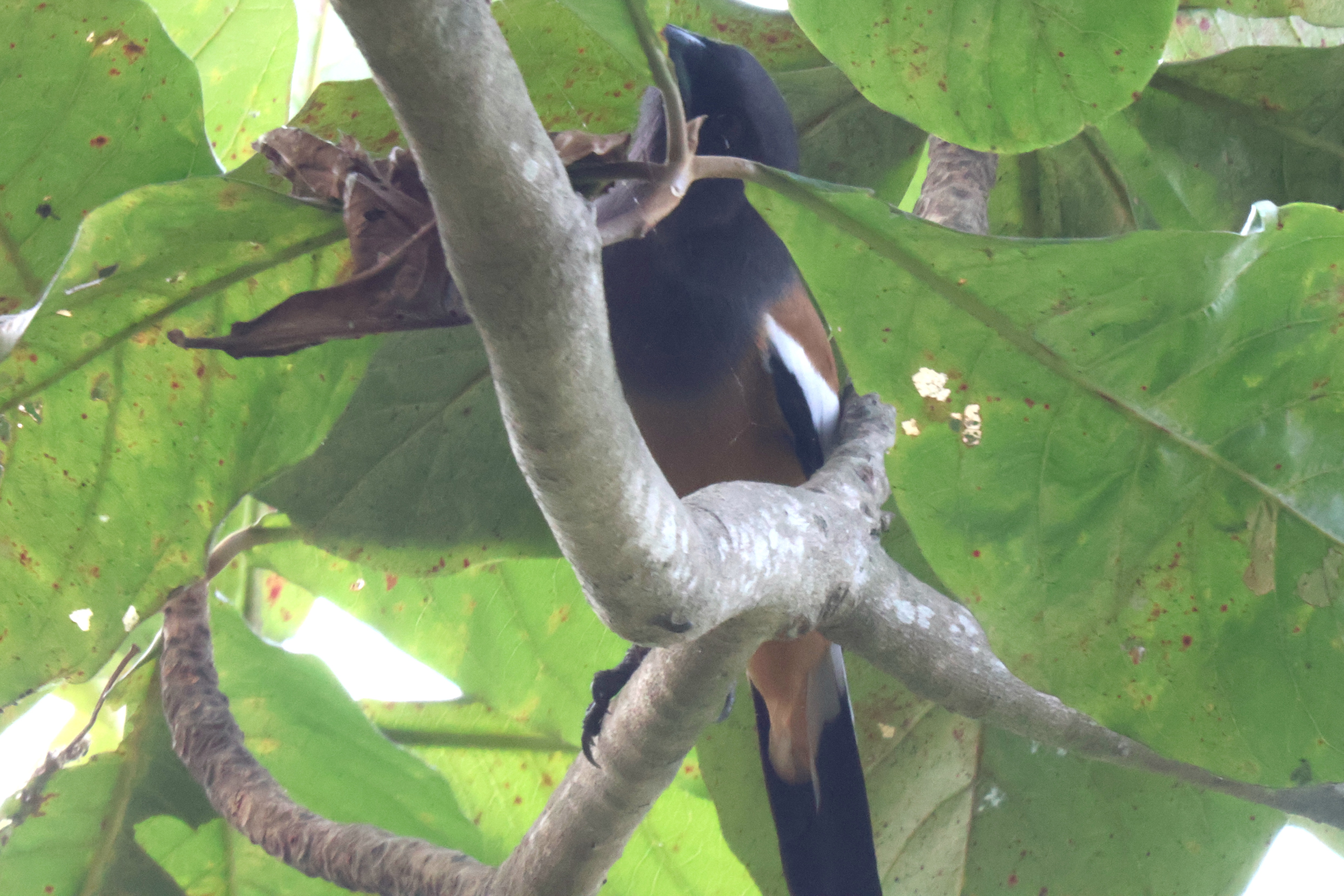 Description of Bird 16