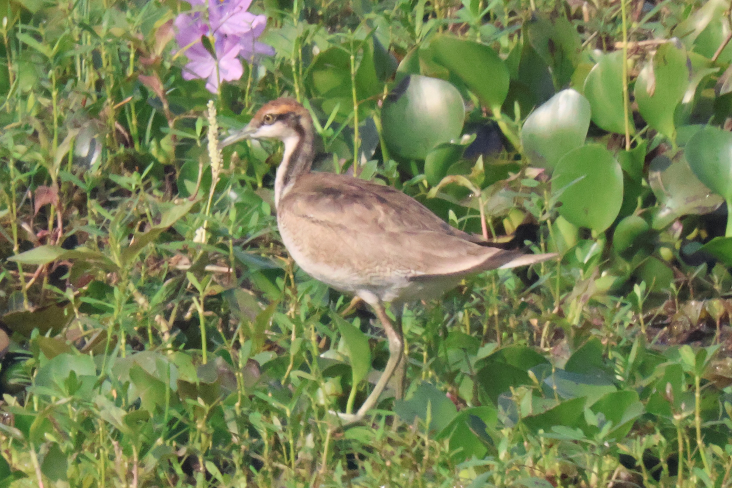 Description of Bird 17