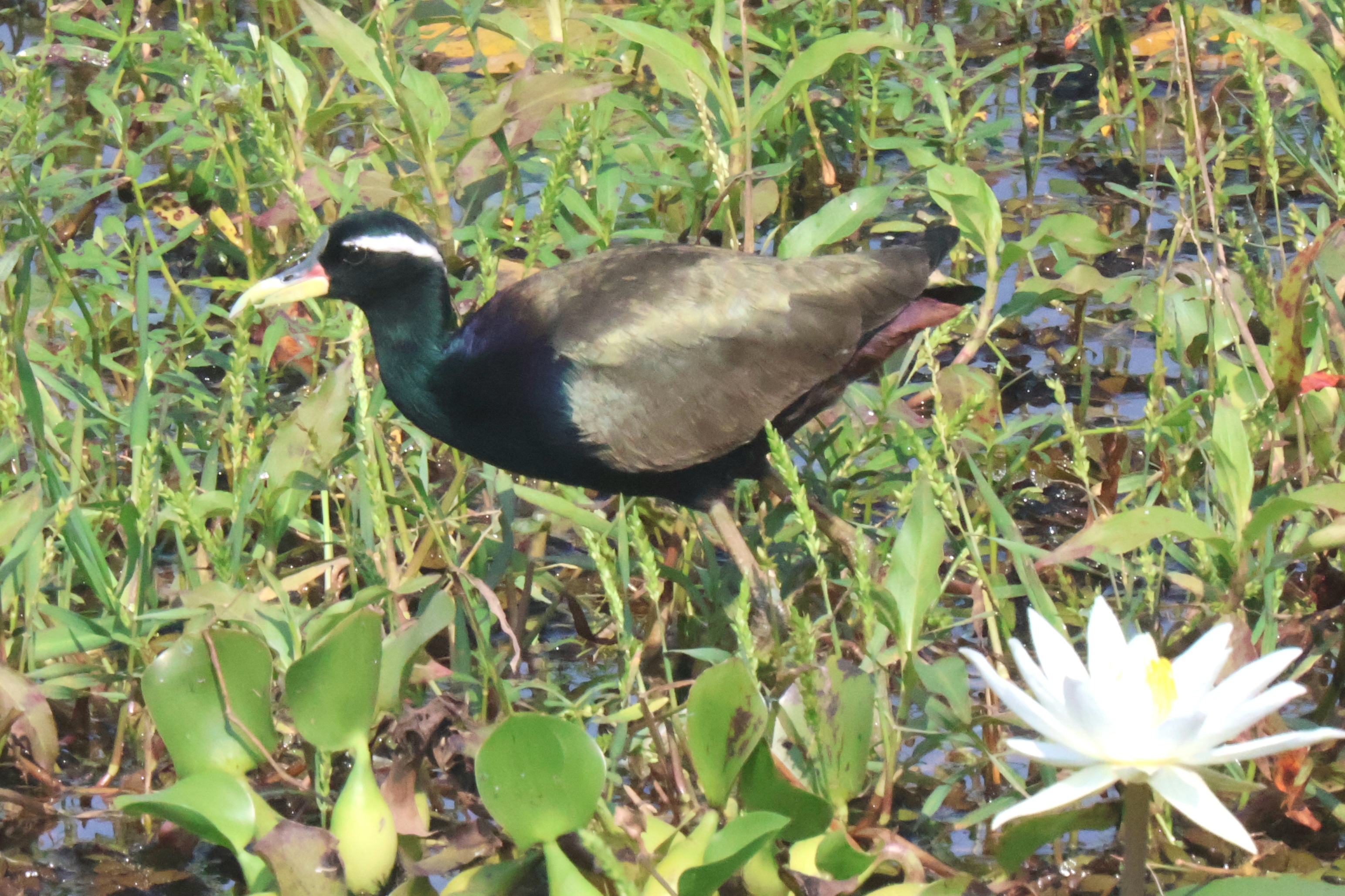 Description of Bird 18