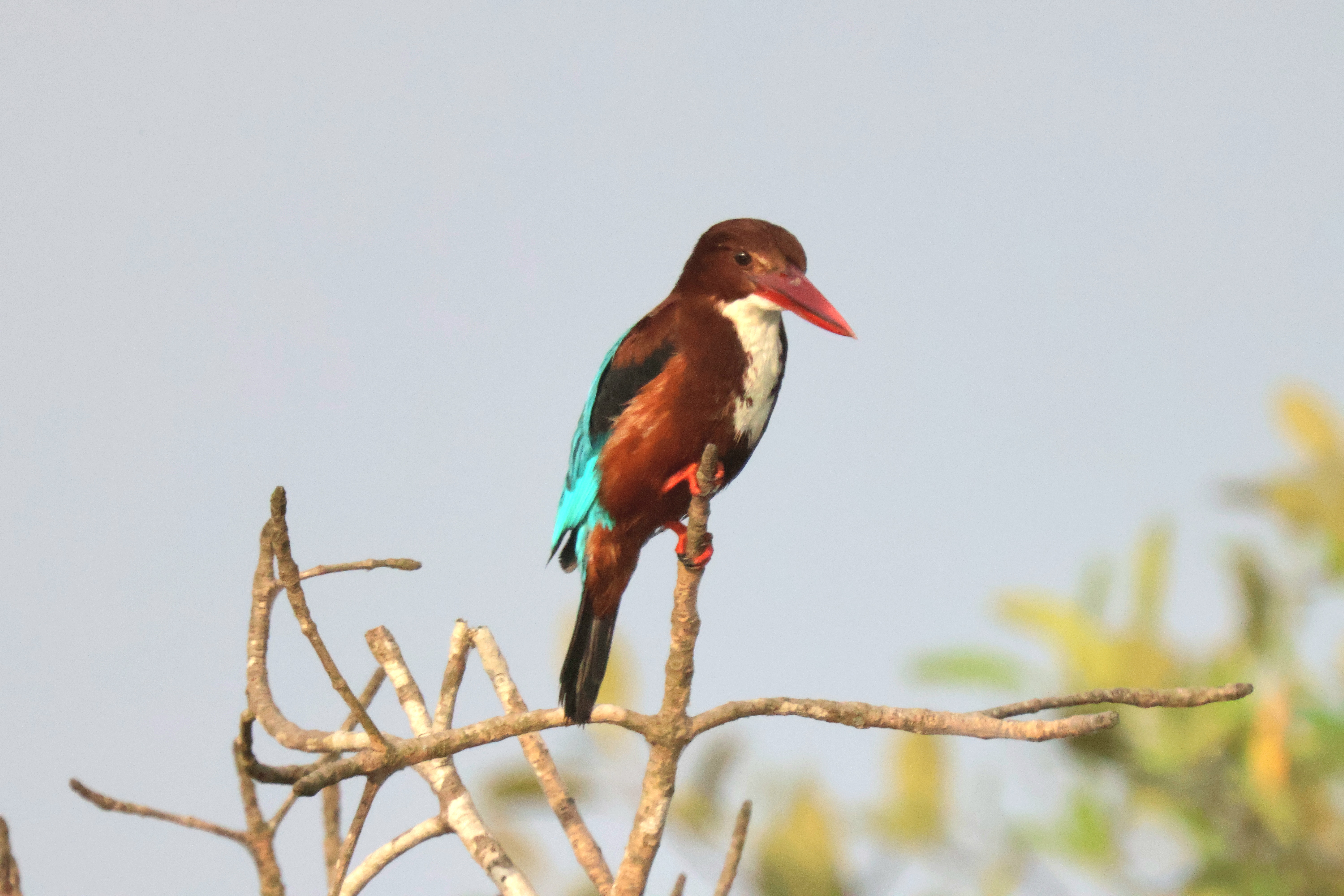 Description of Bird 2