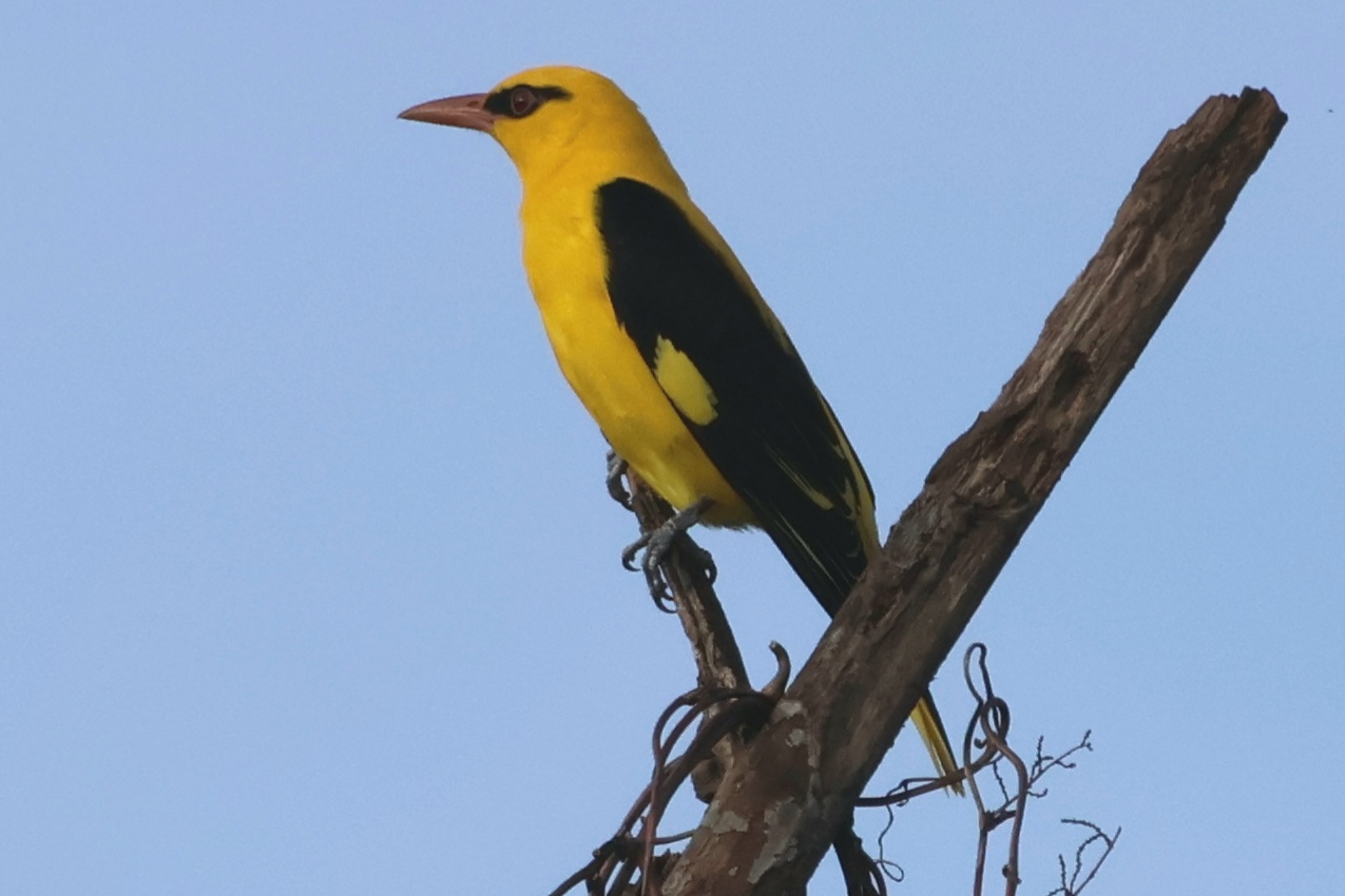 Description of Bird 20