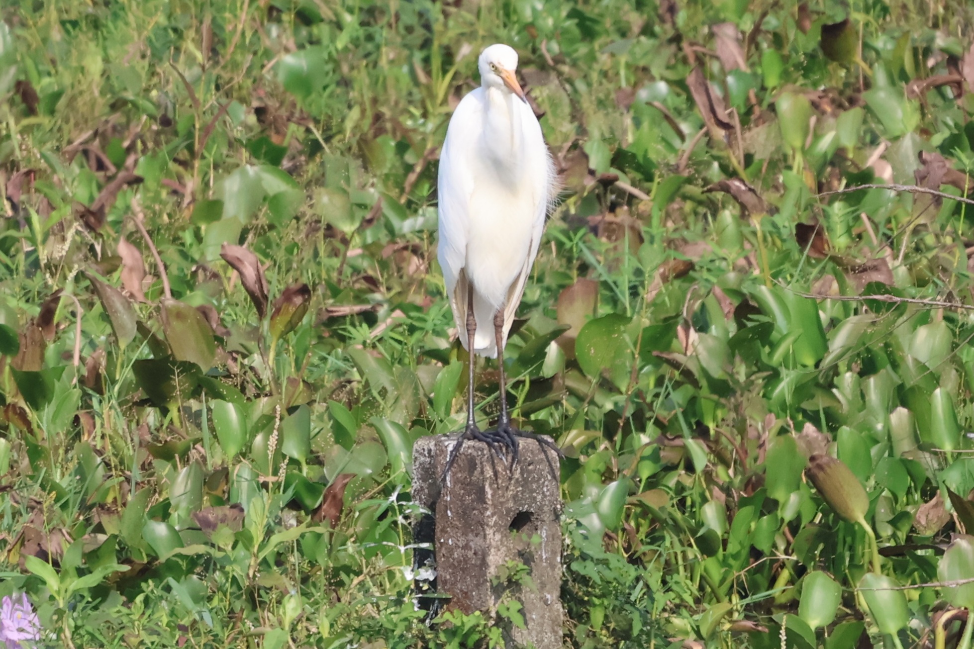 Description of Bird 21