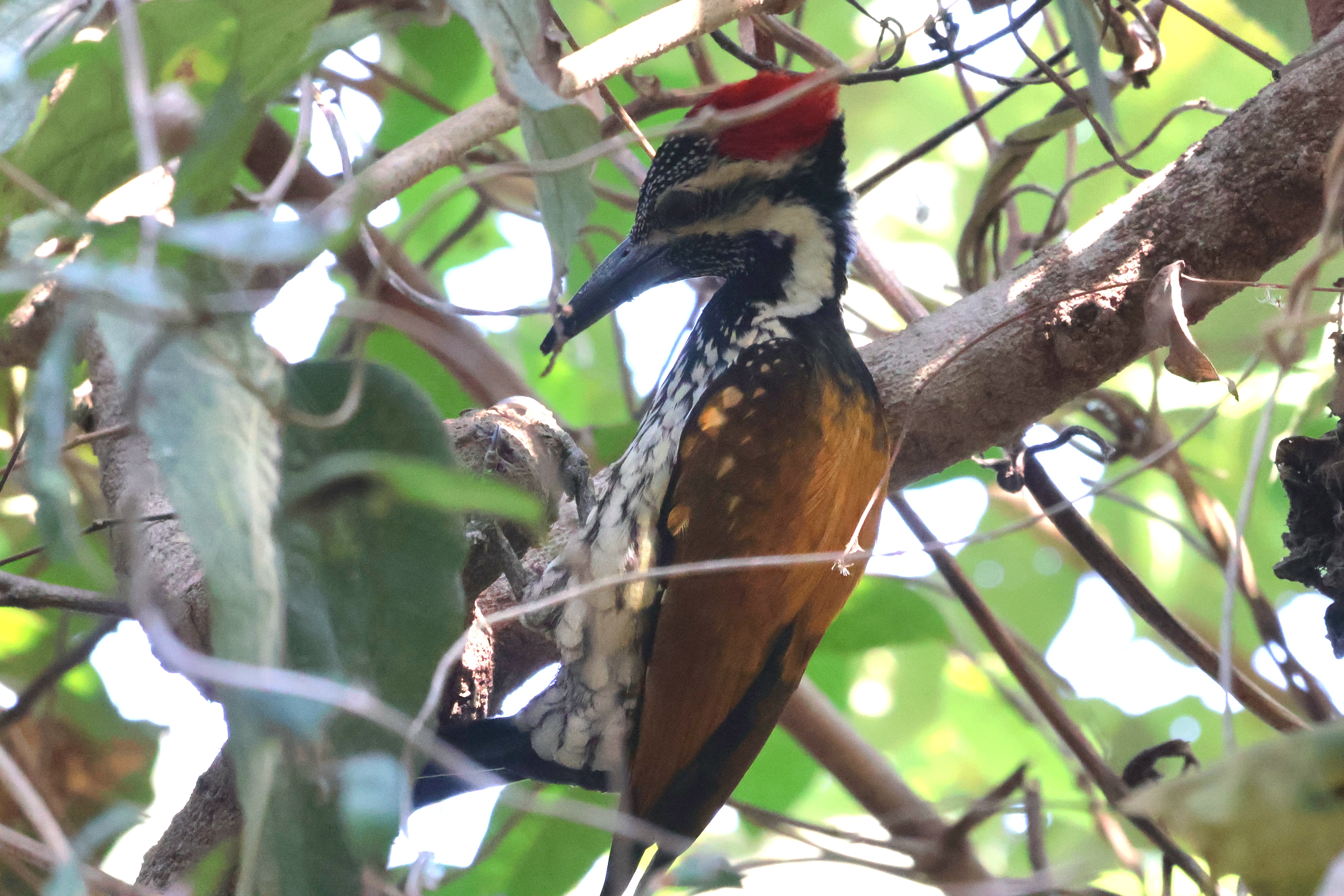 Description of Bird 22