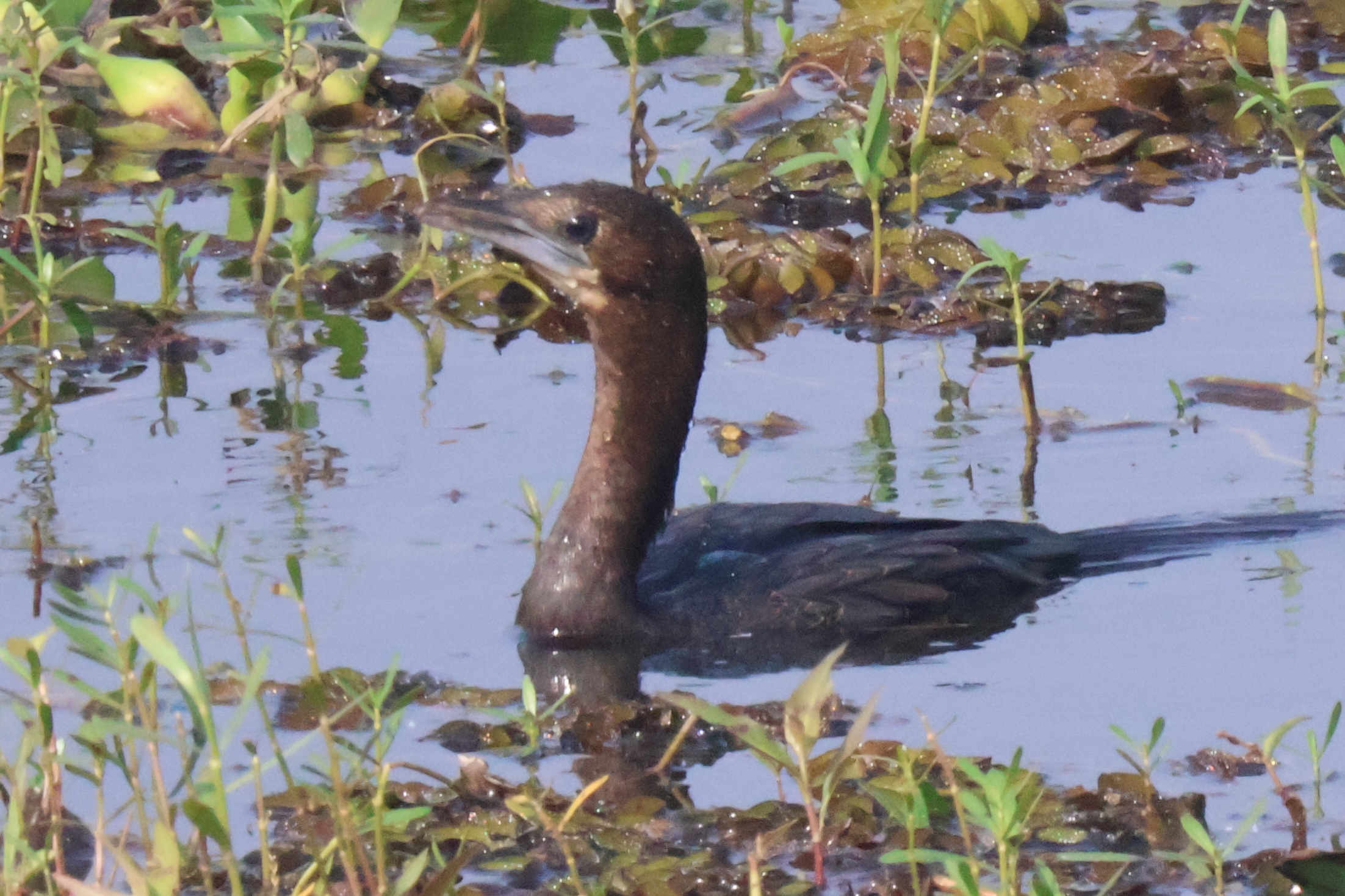 Description of Bird 24