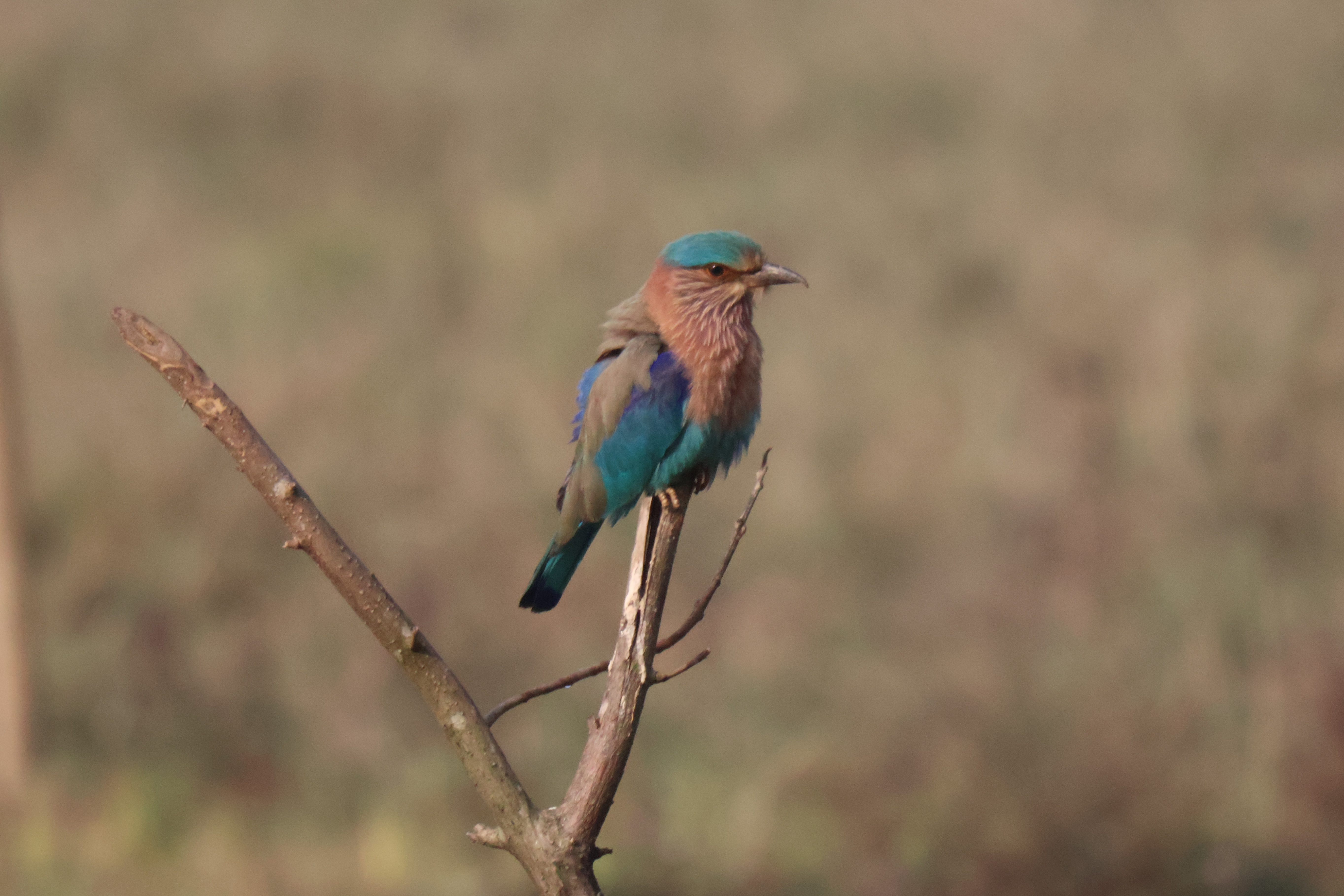 Description of Bird 25