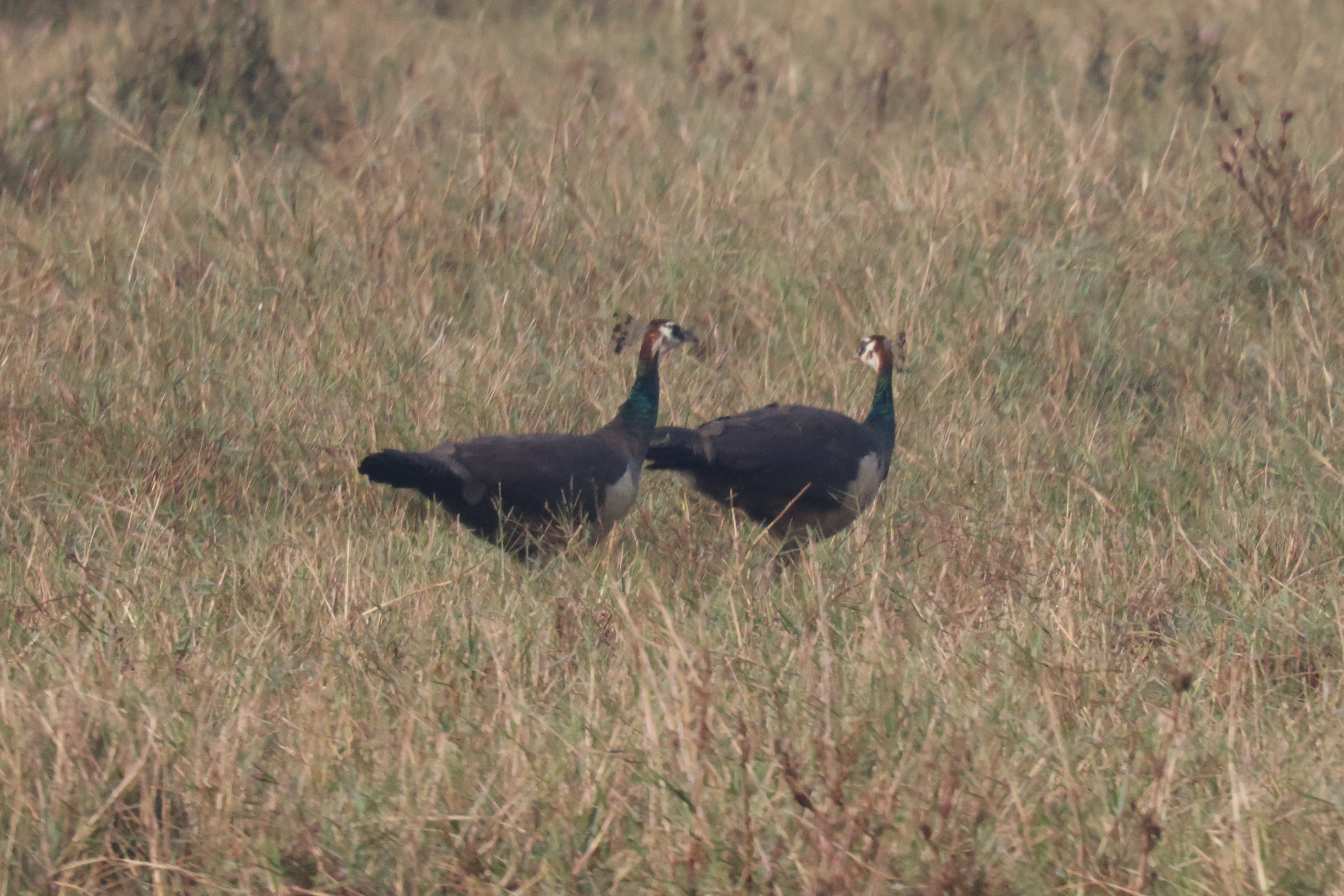 Description of Bird 26