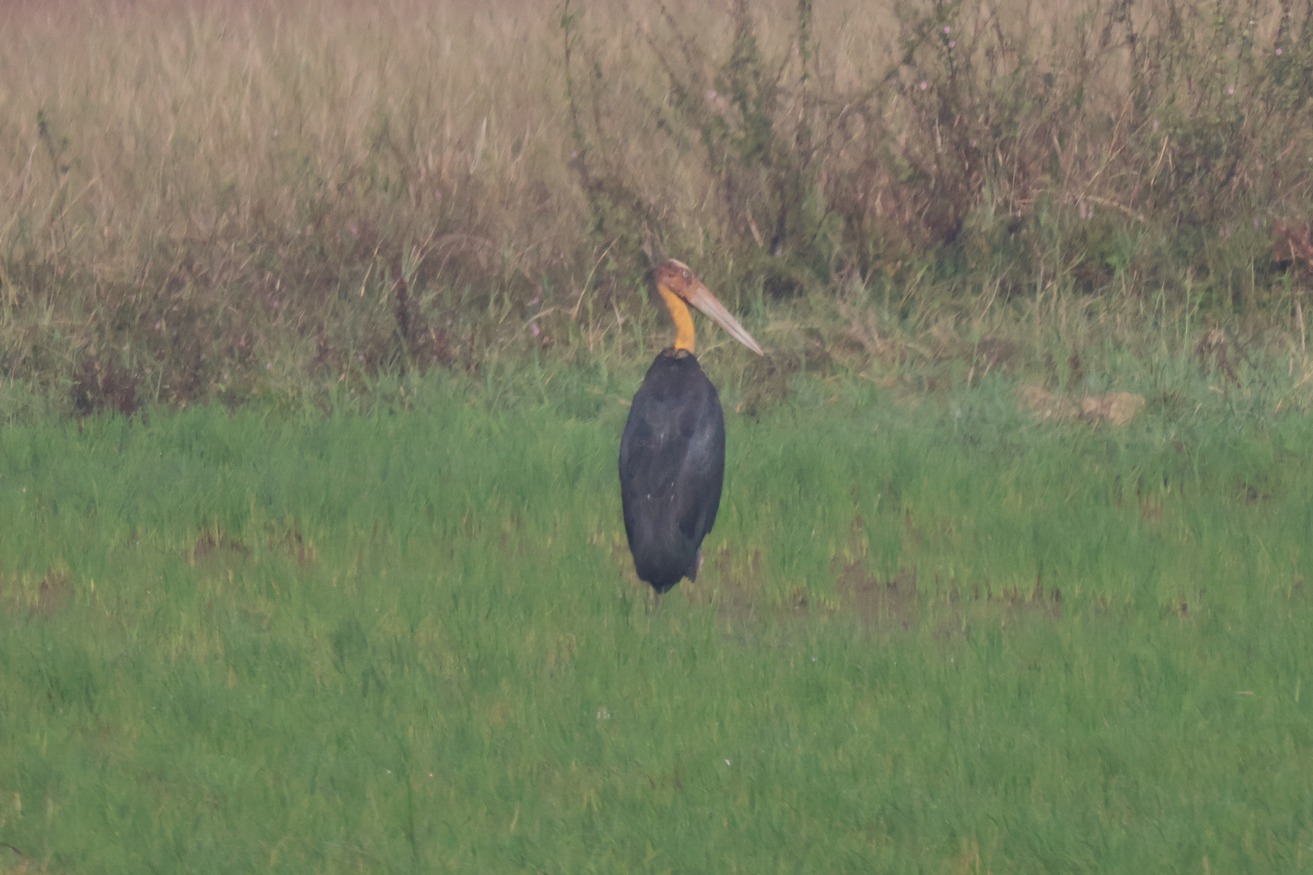 Description of Bird 27