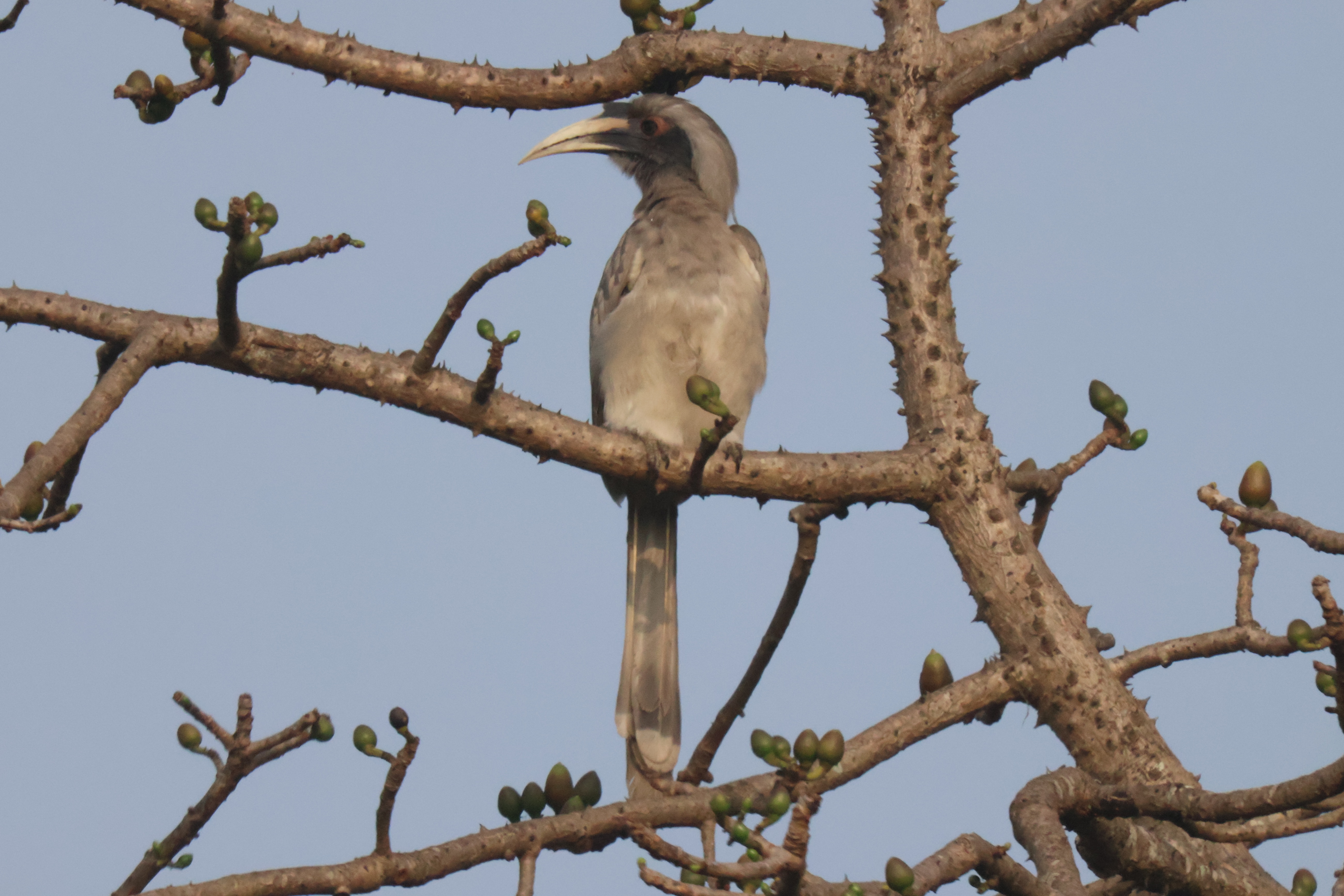 Description of Bird 28