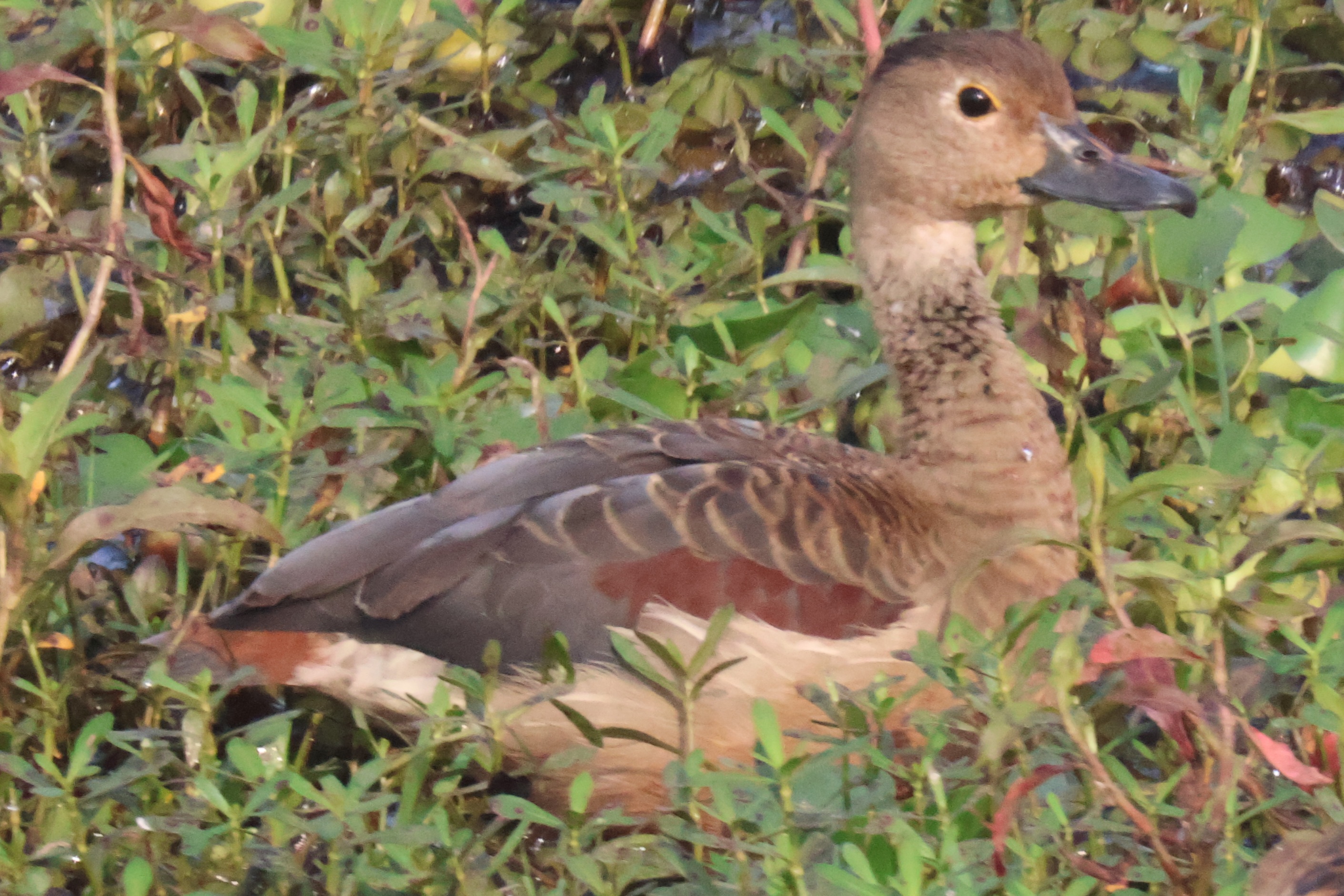 Description of Bird 29