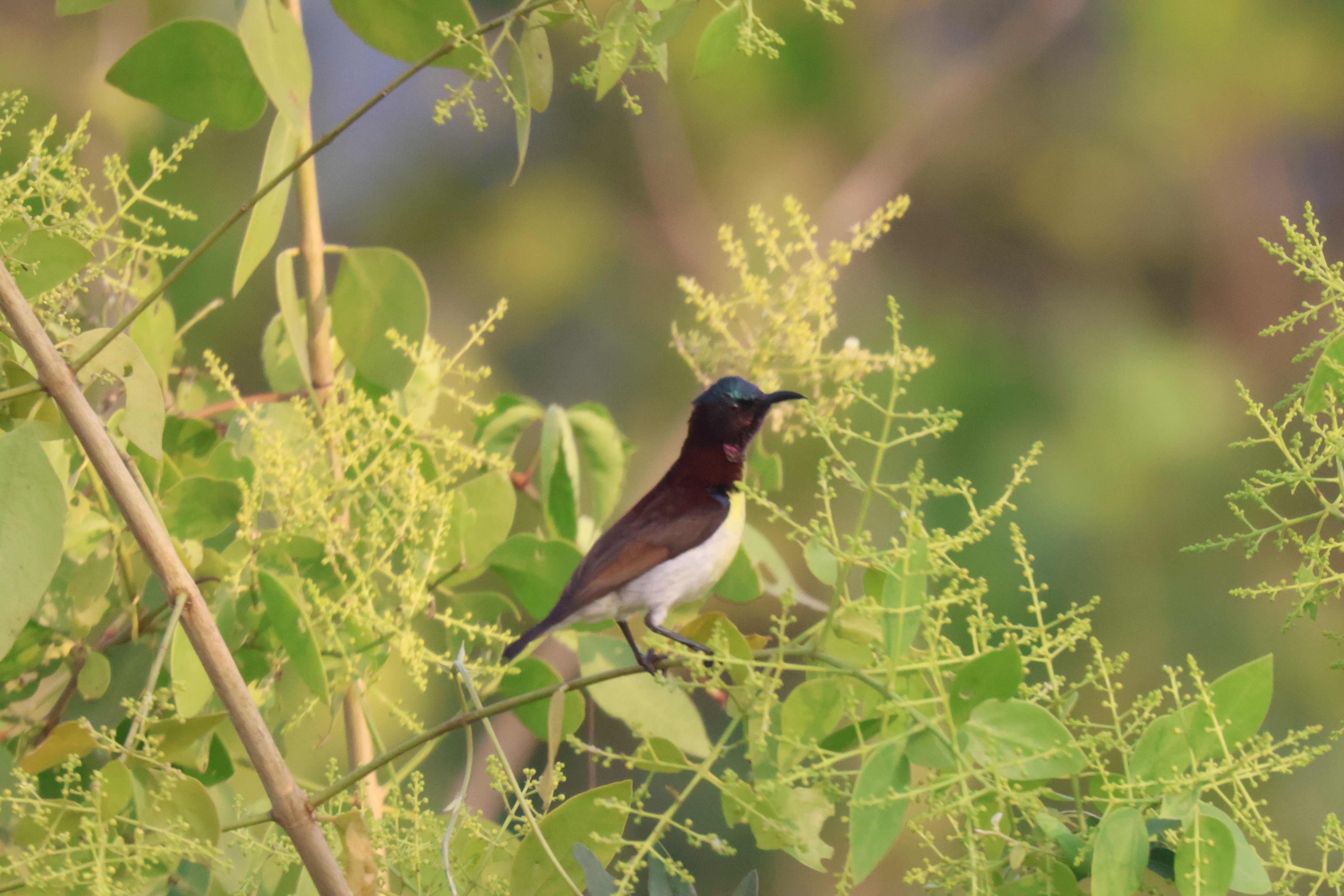 Description of Bird 3