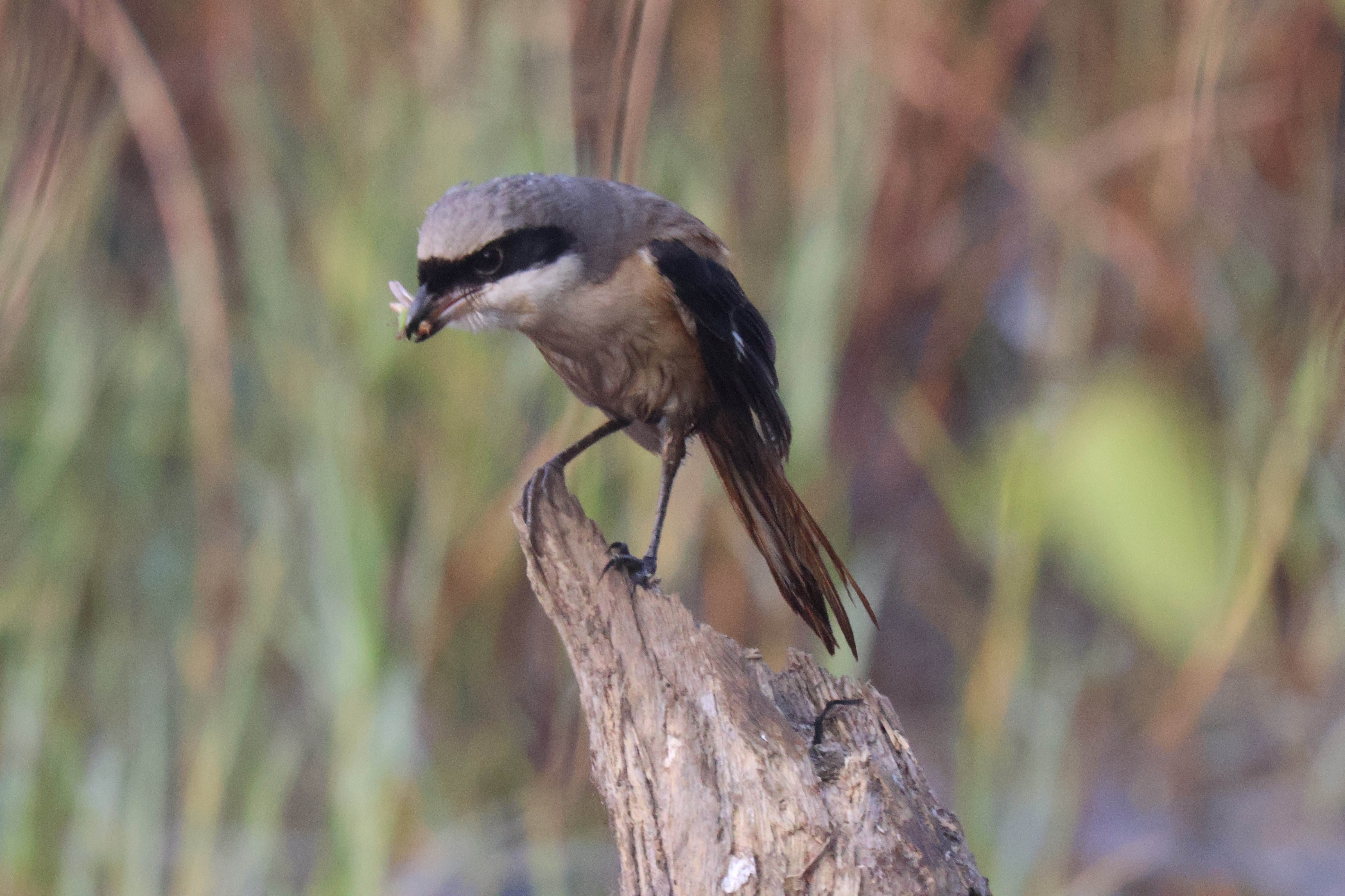 Description of Bird 30