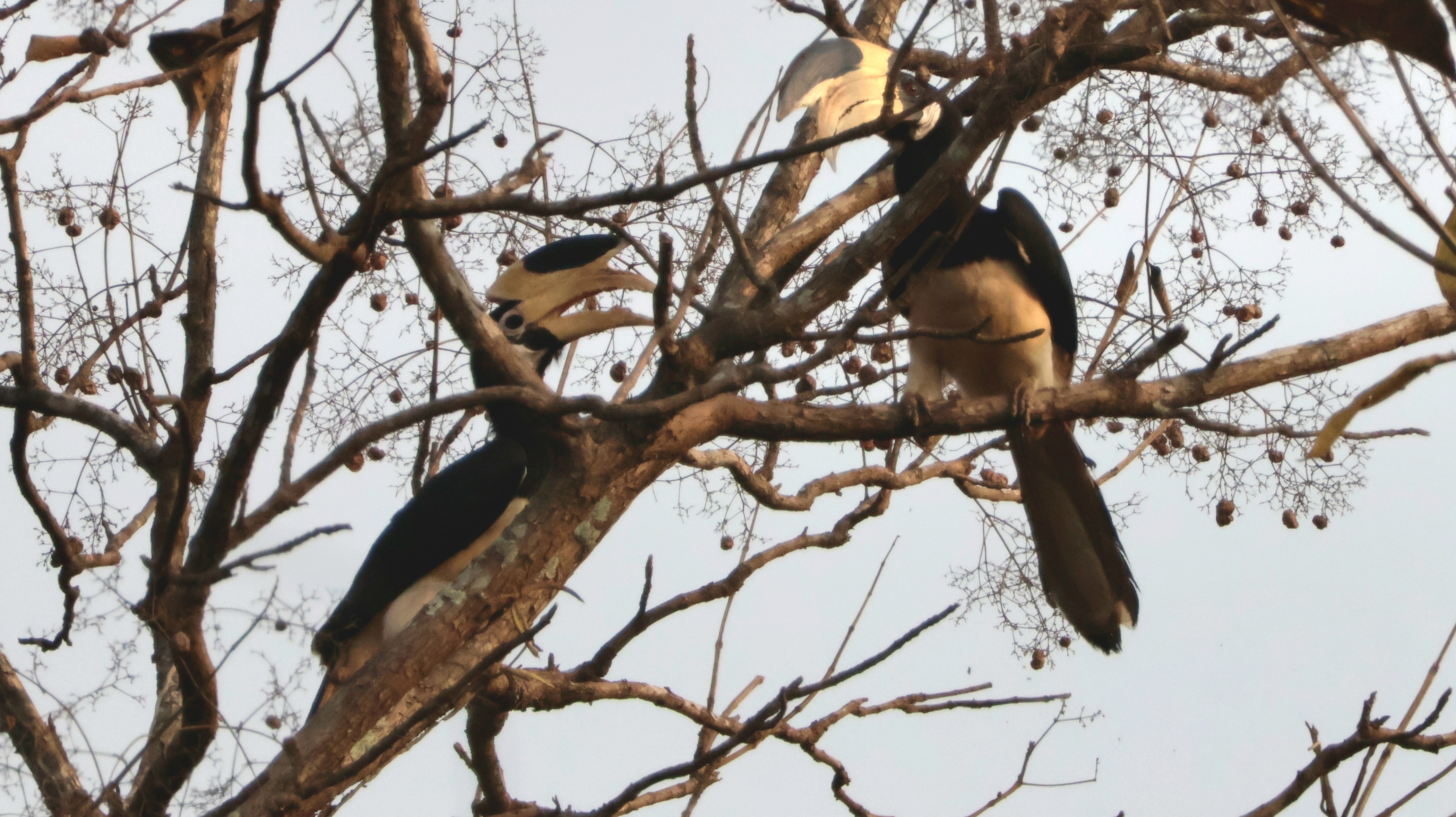 Description of Bird 31