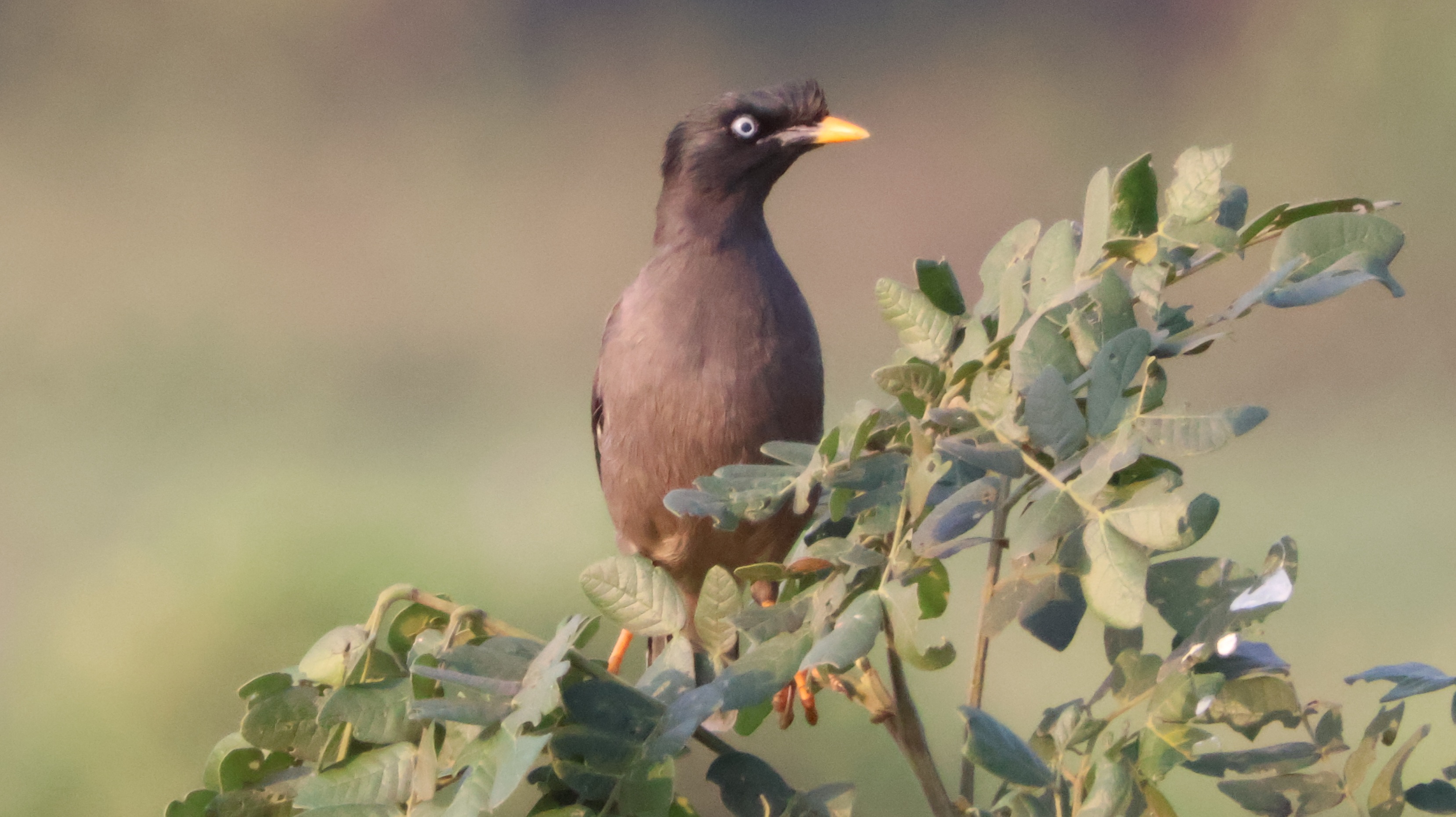 Description of Bird 32