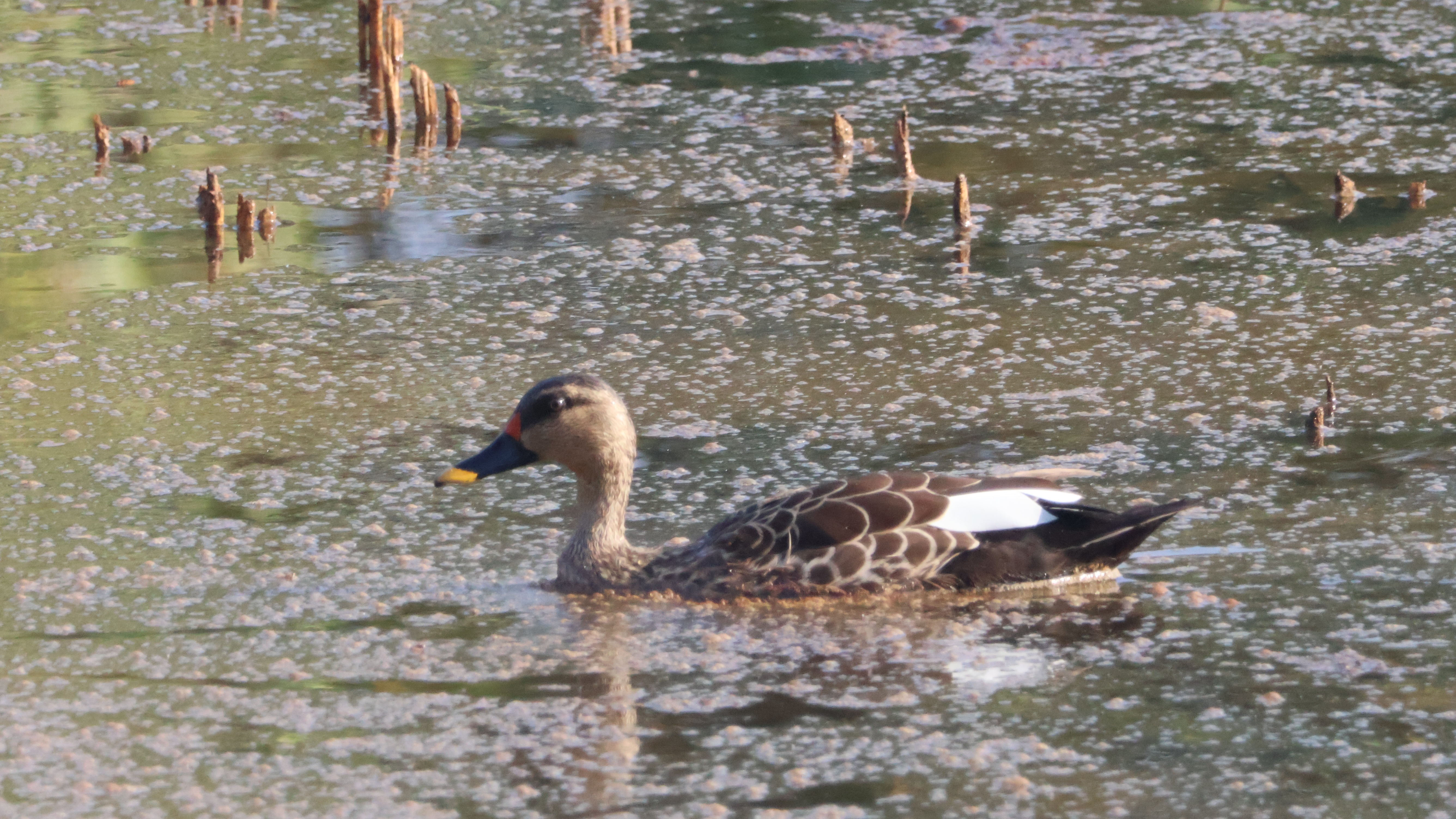 Description of Bird 33