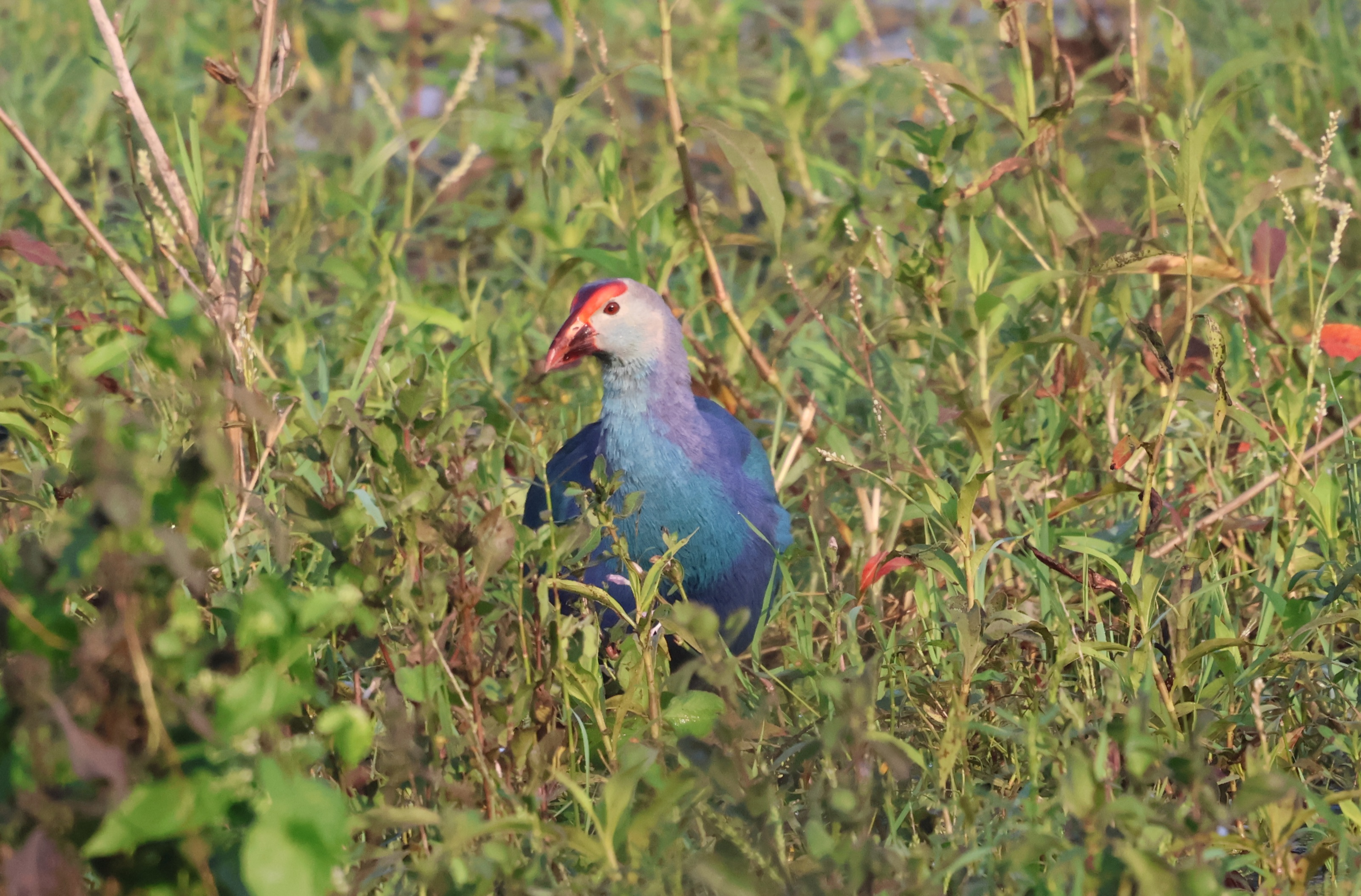 Description of Bird 34