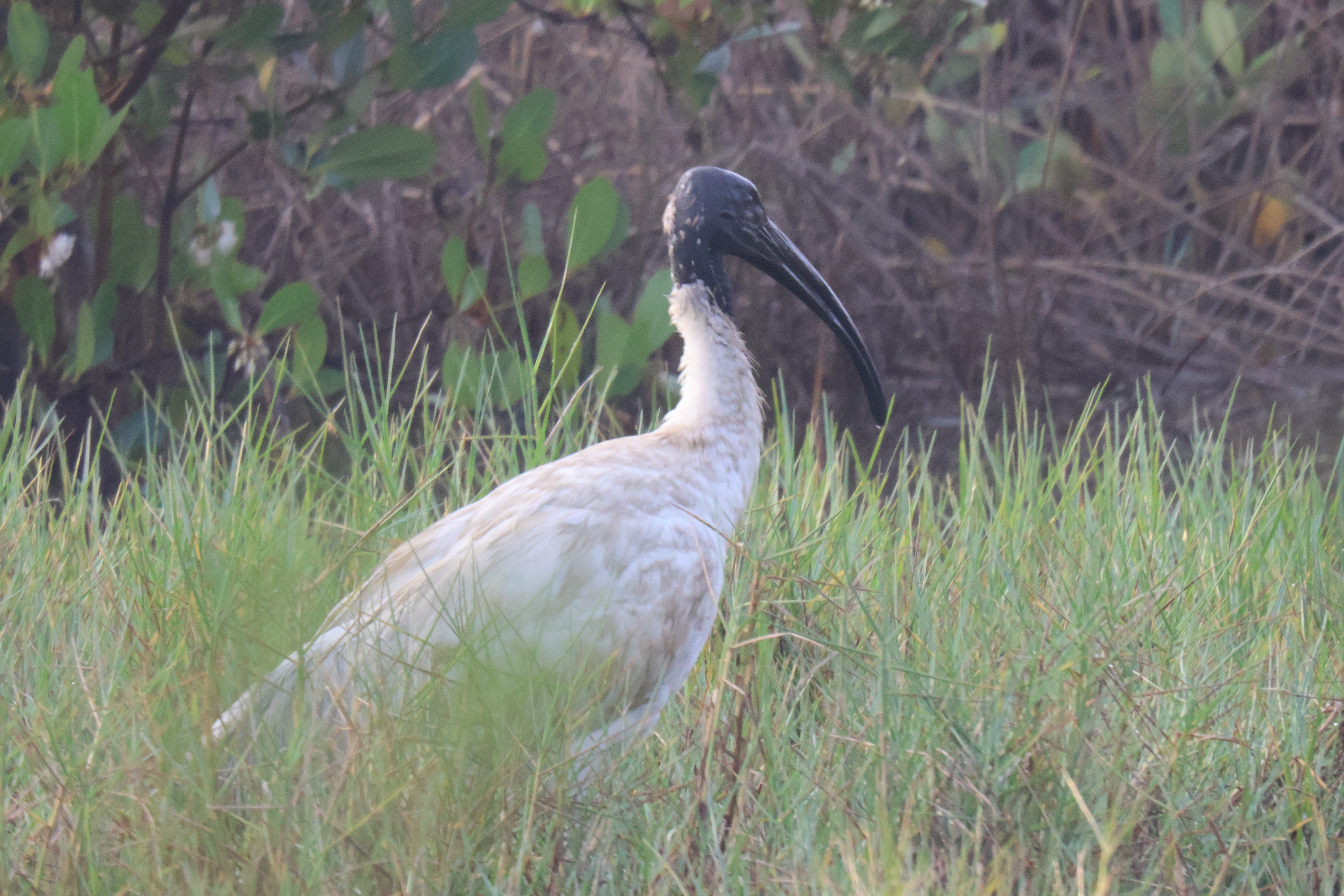 Description of Bird 35