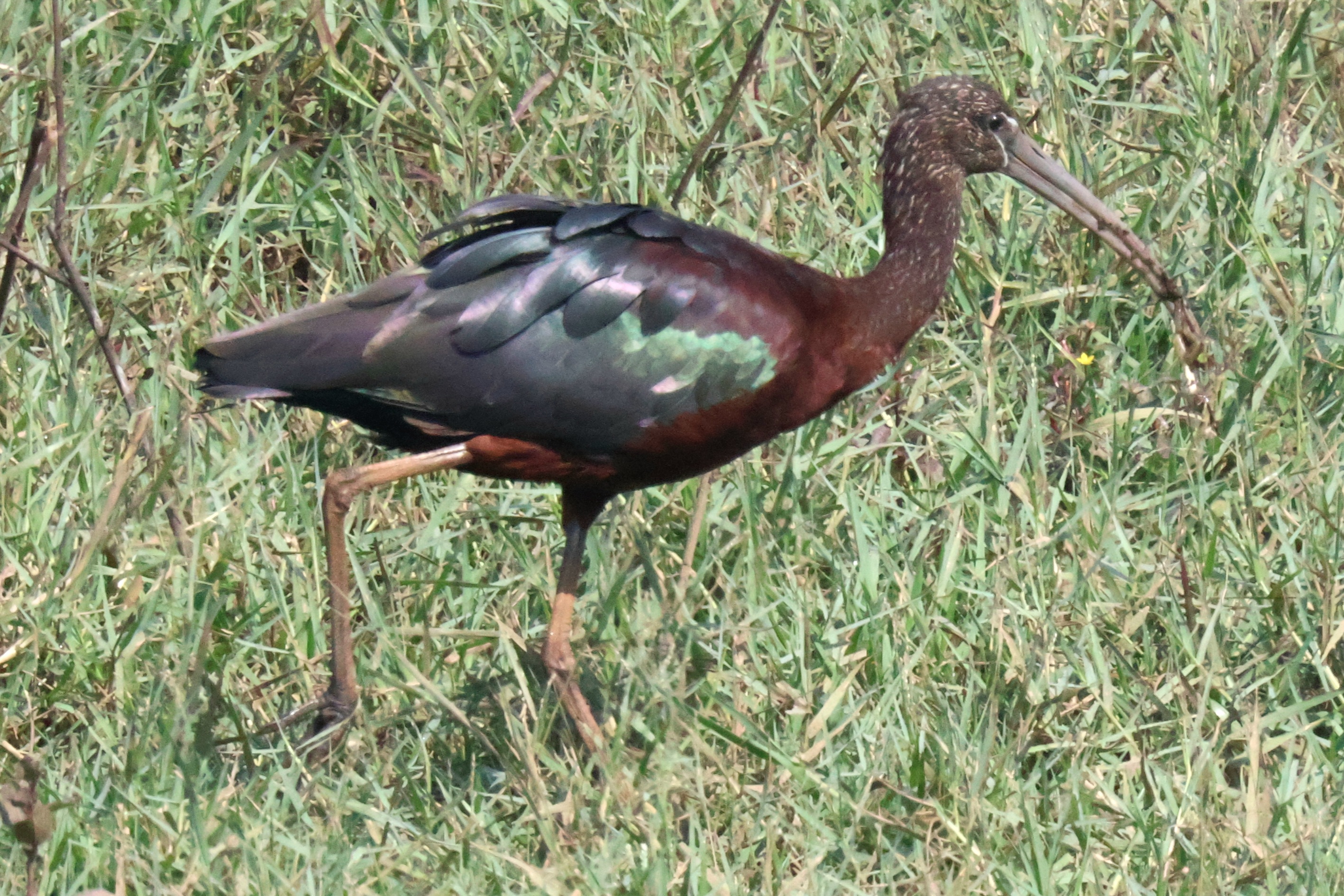 Description of Bird 36