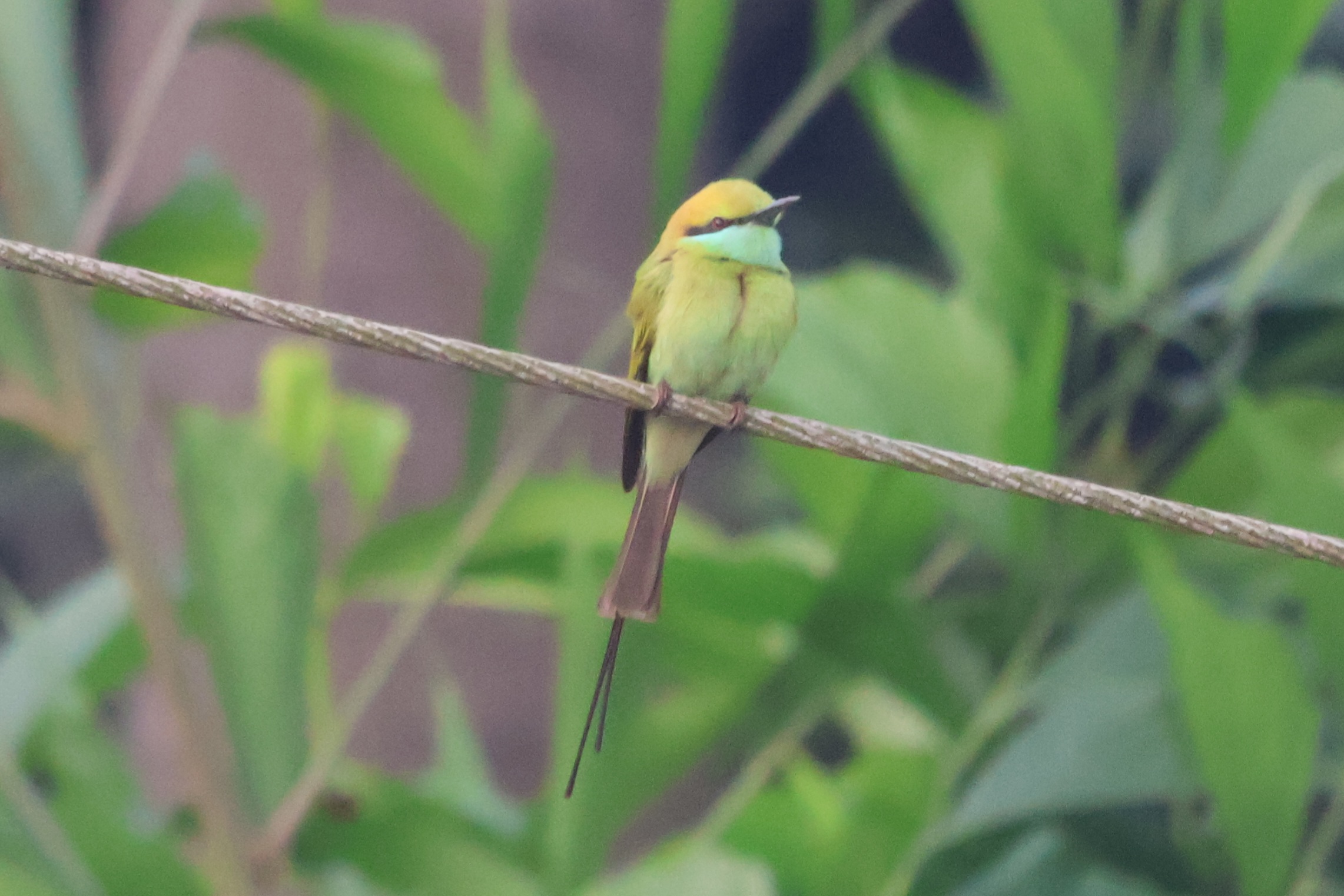 Description of Bird 37