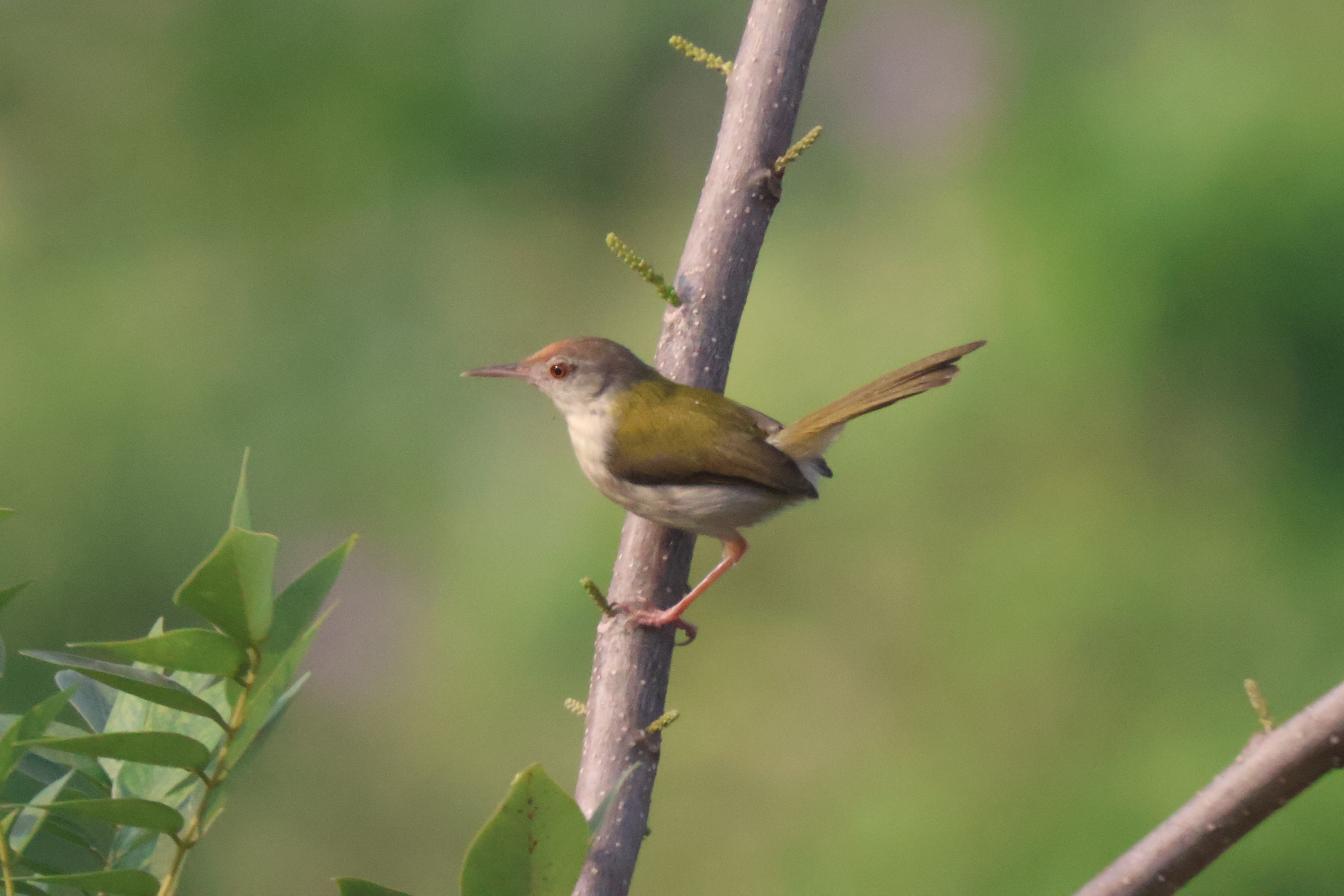 Description of Bird 38