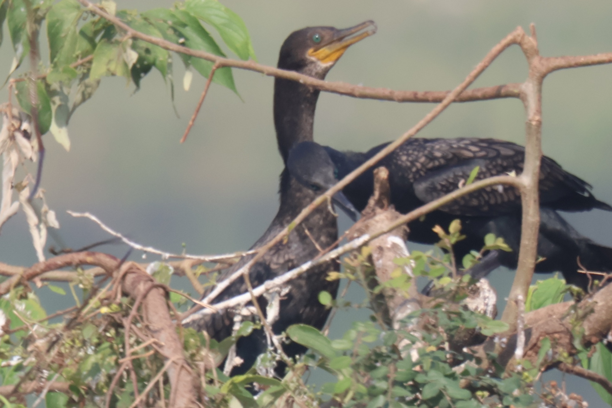 Description of Bird 39