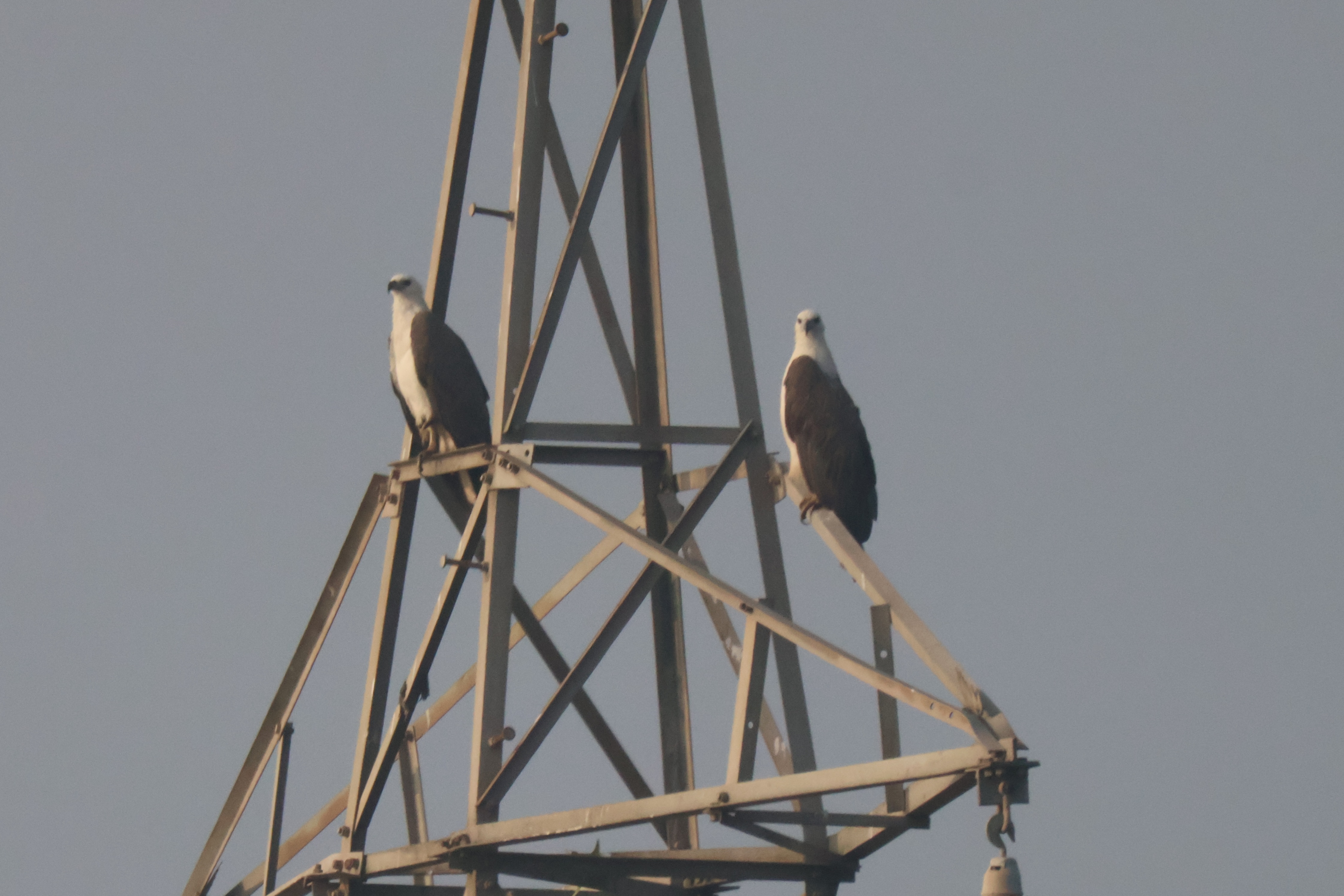 Description of Bird 4