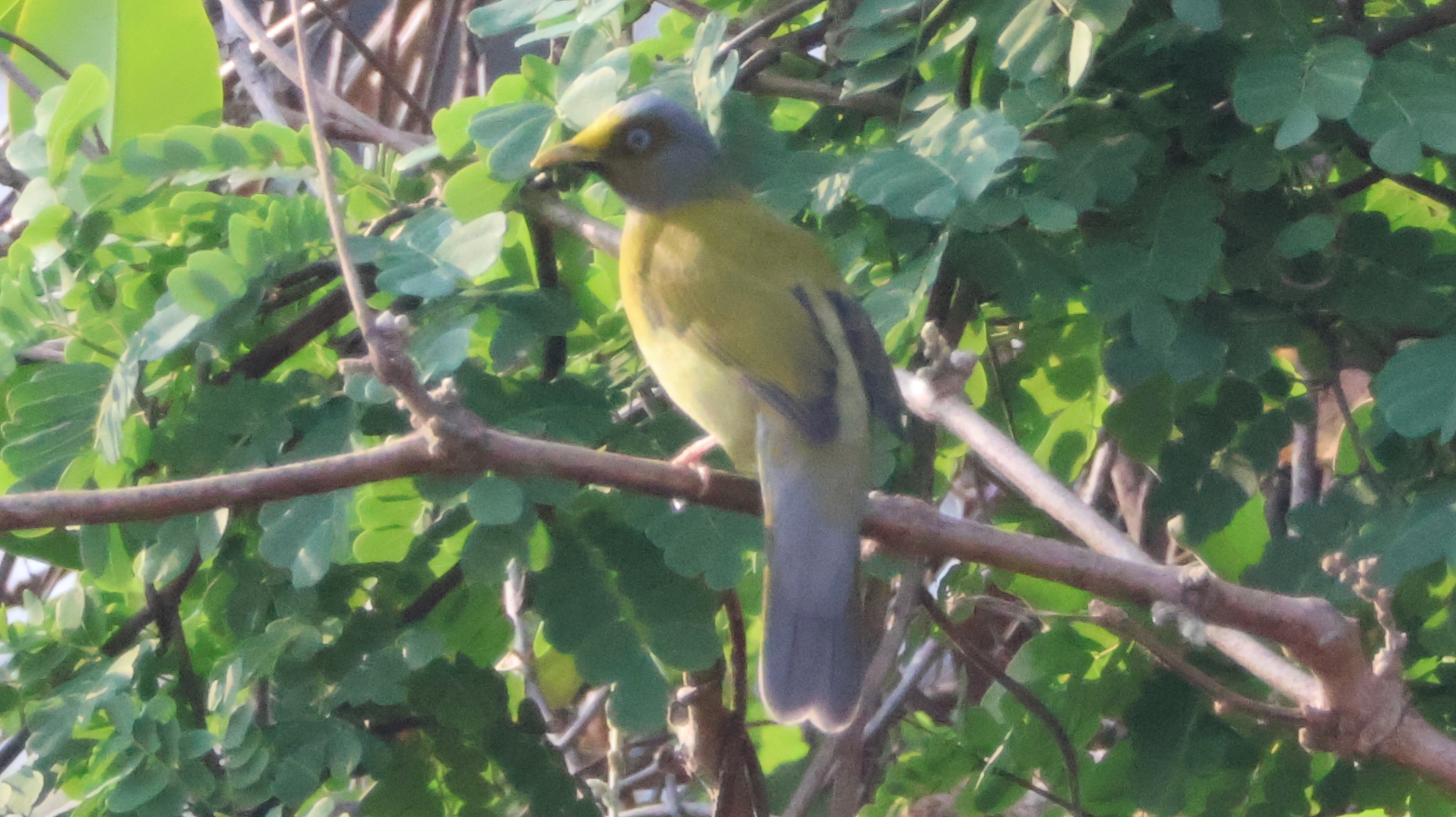 Description of Bird 40