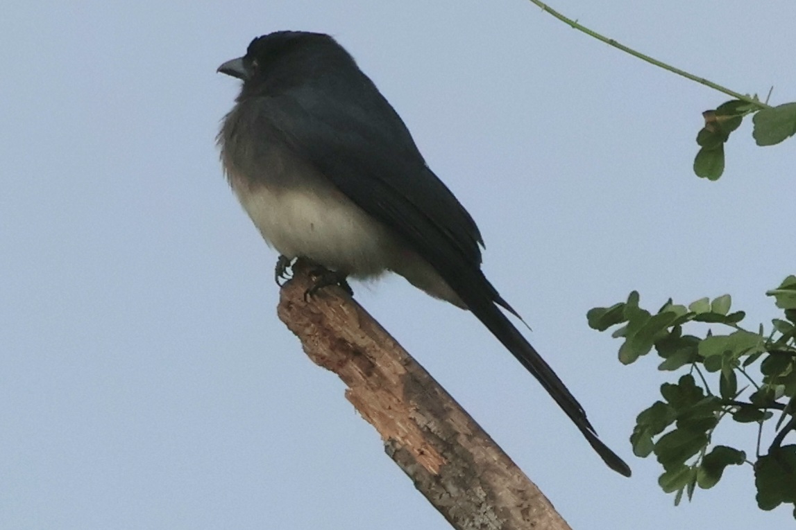 Description of Bird 5