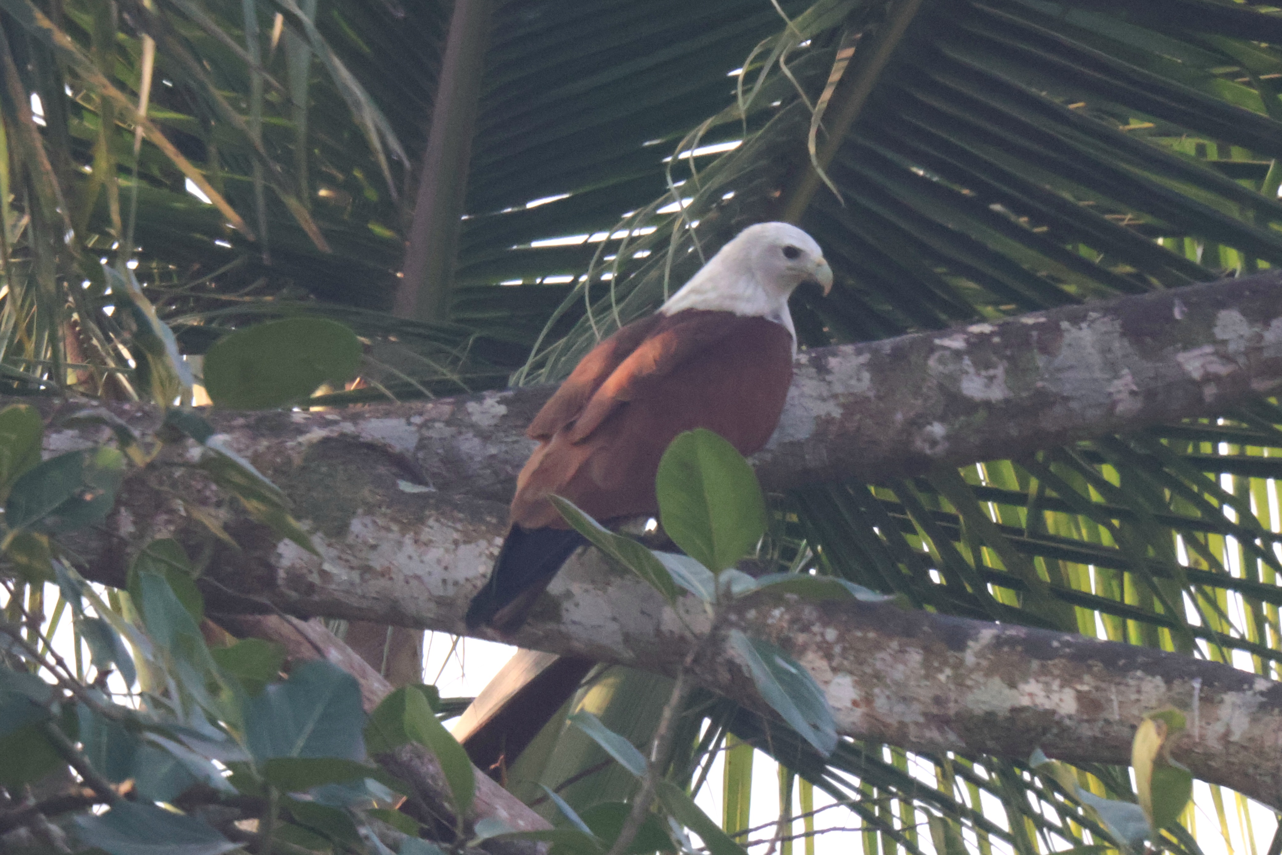 Description of Bird 6