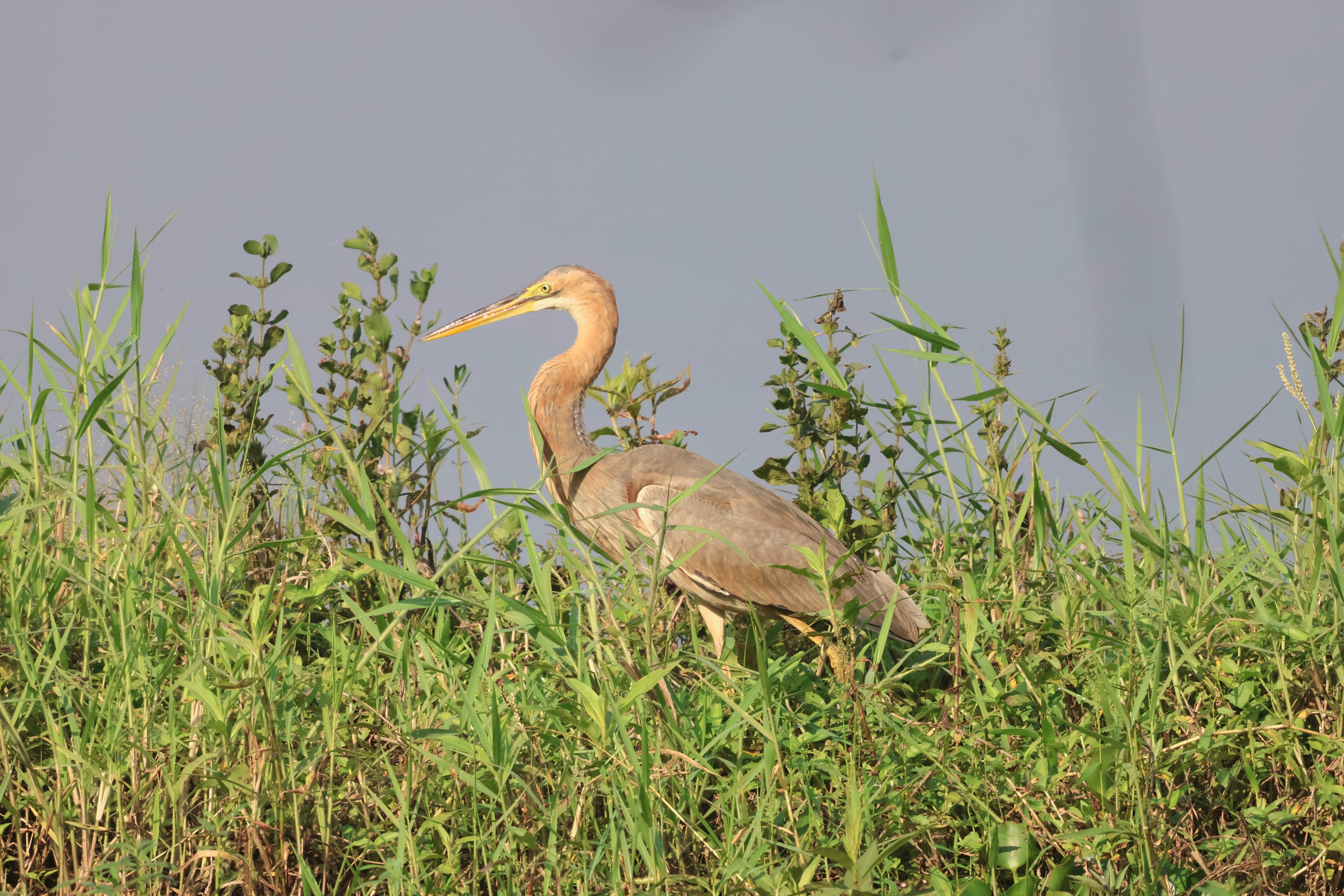 Description of Bird 7