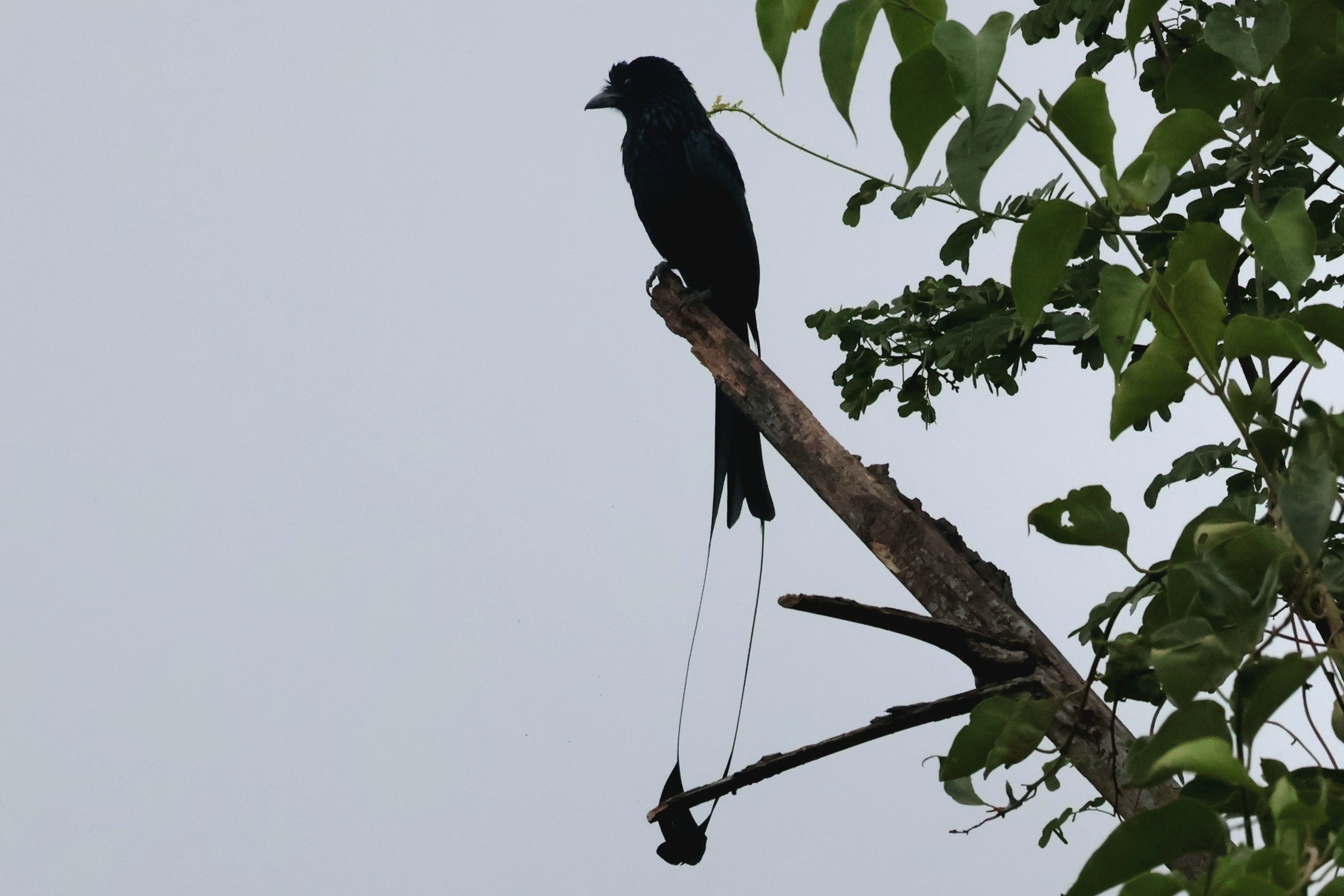 Description of Bird 8