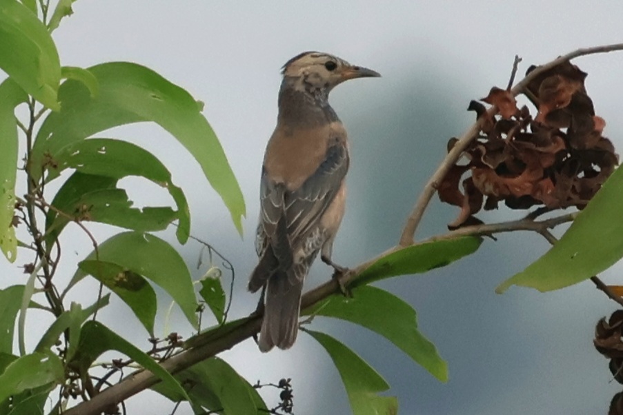 Description of Bird 9